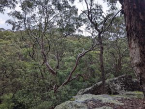 Beccy Howe Nature Therapy session location shot in the Australian Bush.